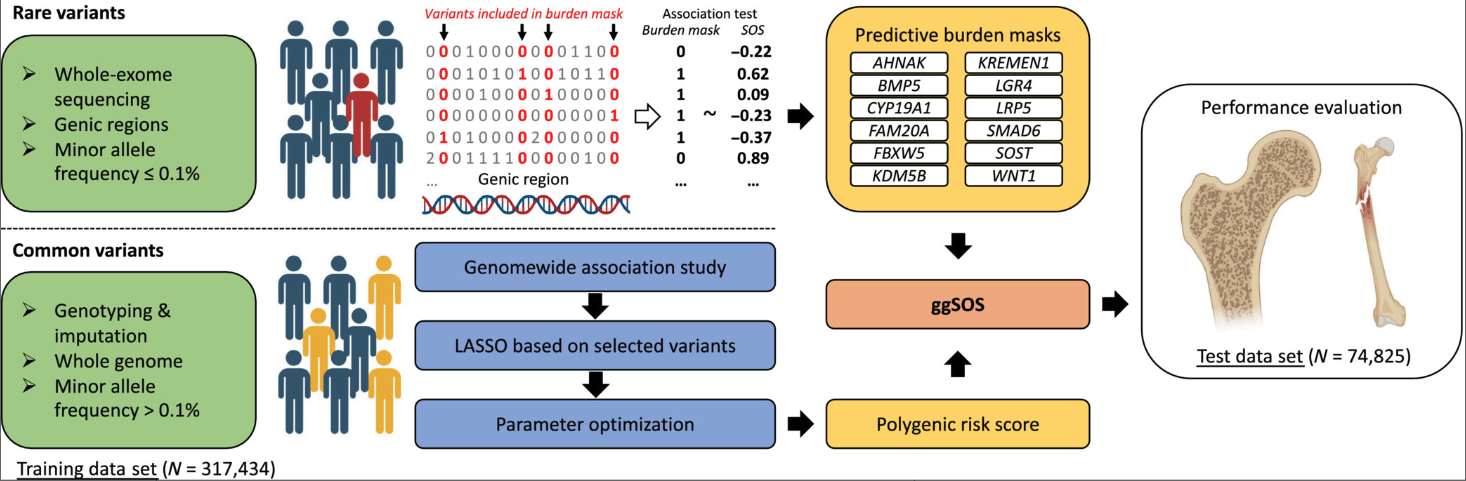 Genetic Determinants Of Polygenic Prediction Accuracy Within A Popul